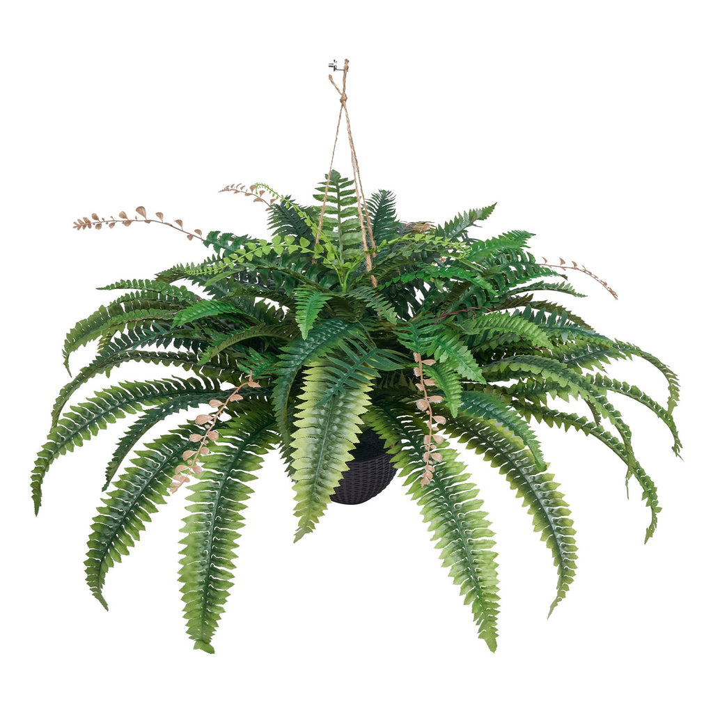 Hanging fern plant on a white background