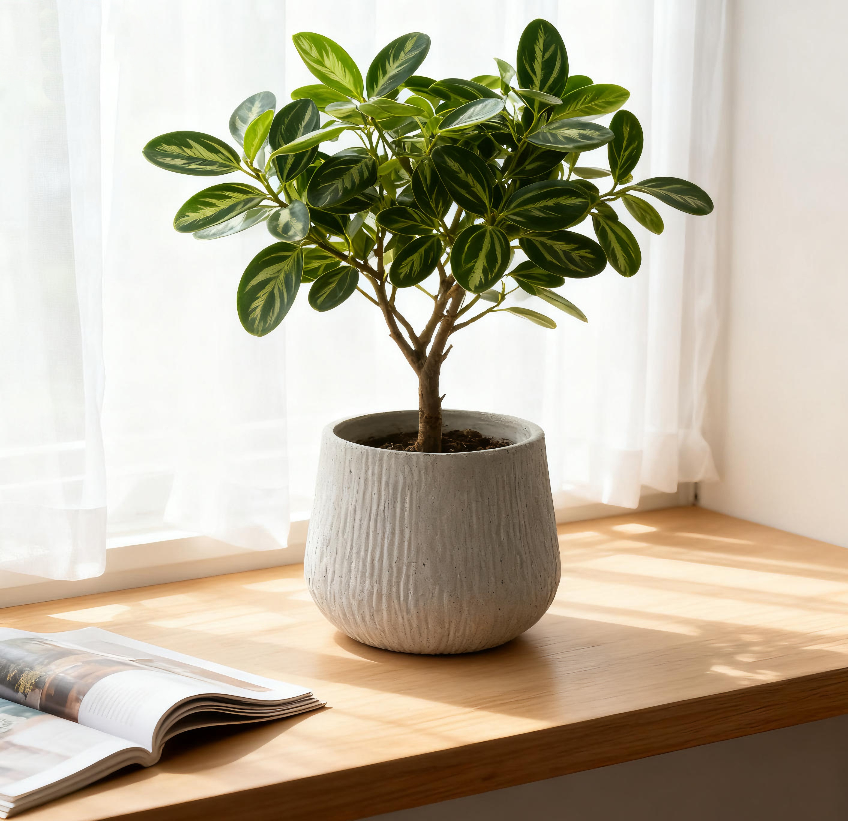 Potted plant on a wooden surface with a window in the background
