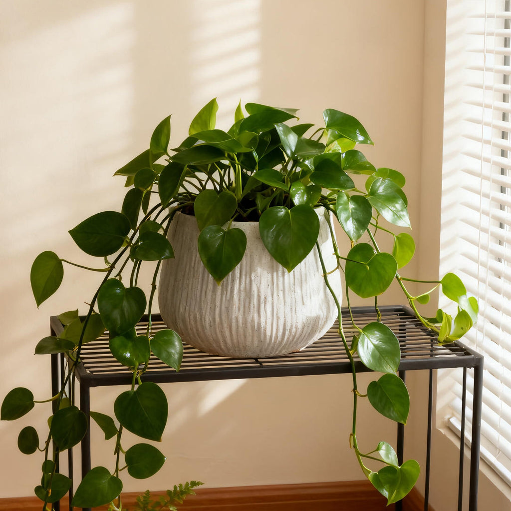 Potted plant on a metal shelf with a window in the background