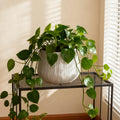 Potted plant on a metal shelf with a window in the background