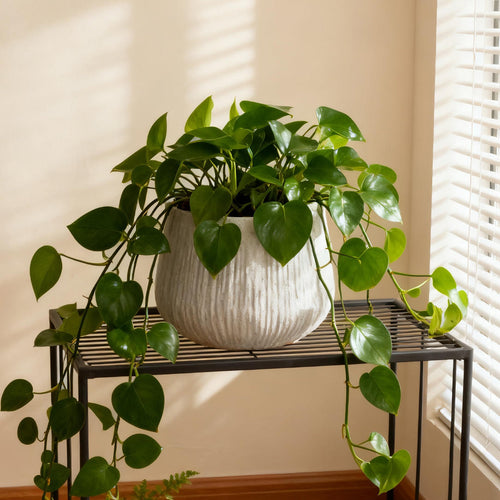 Potted plant on a metal shelf with a window in the background