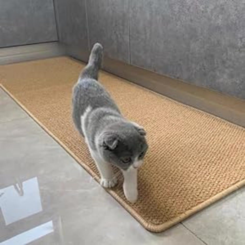 Cat walking on a textured mat indoors