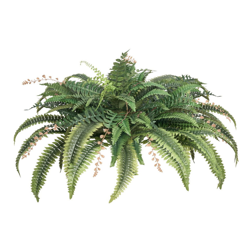 Green fern plant on a white background