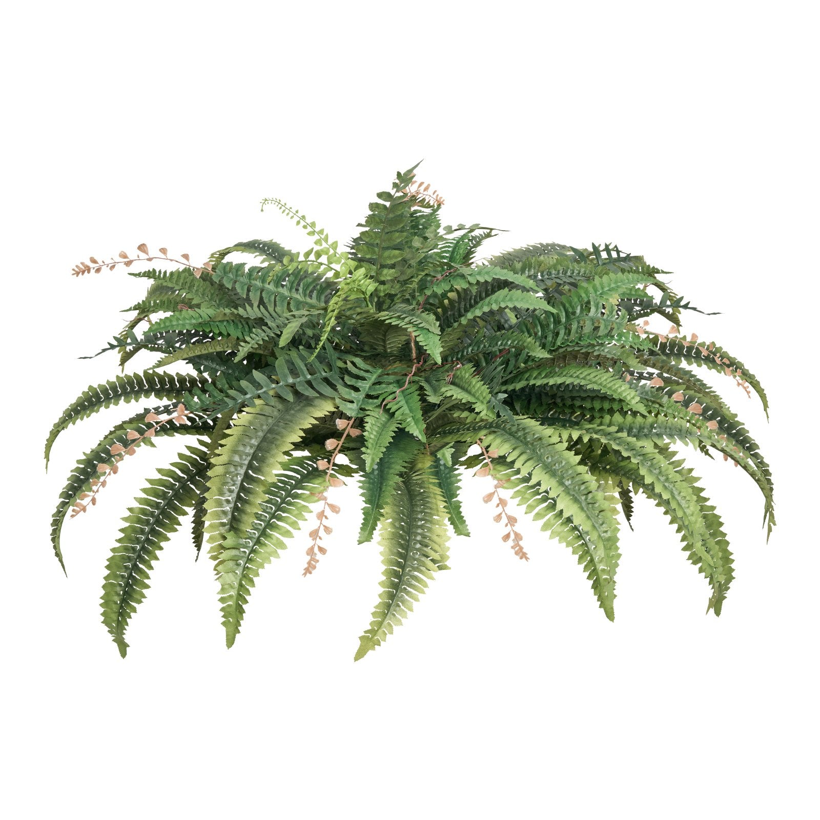 Green fern plant on a white background