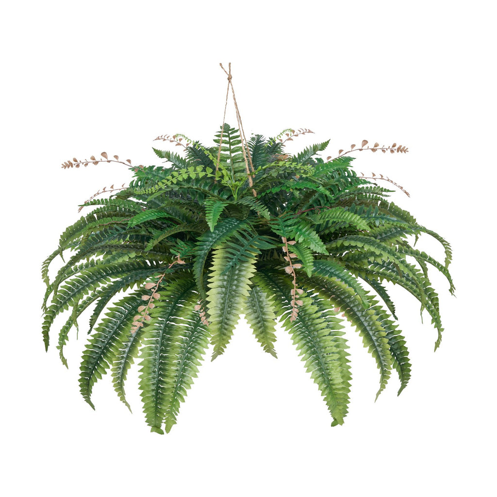 Hanging fern plant on a white background
