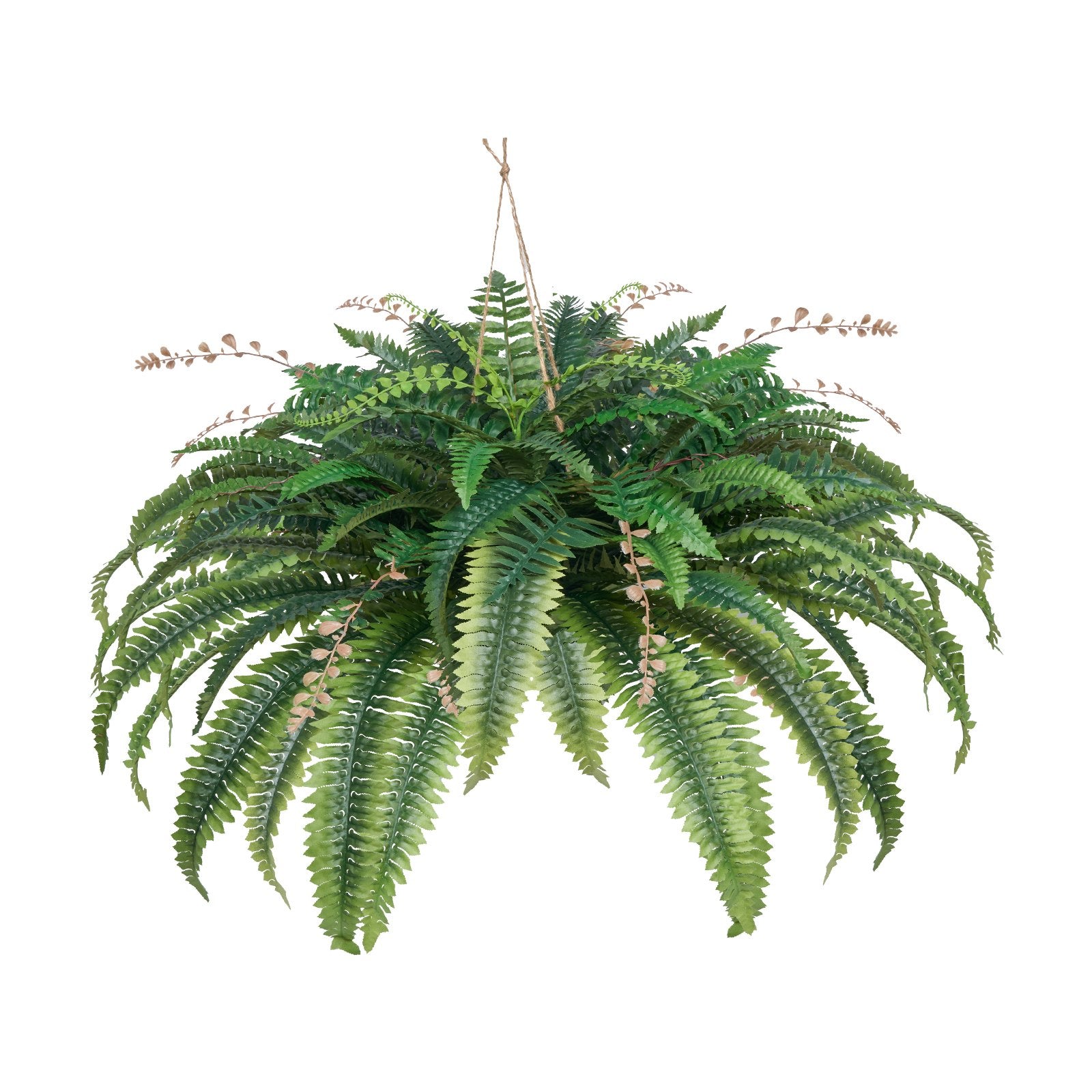 Hanging fern plant on a white background