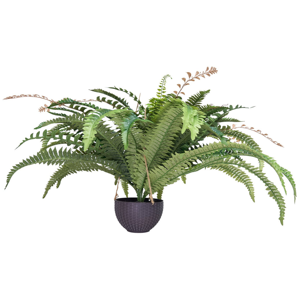 Potted fern plant on a white background
