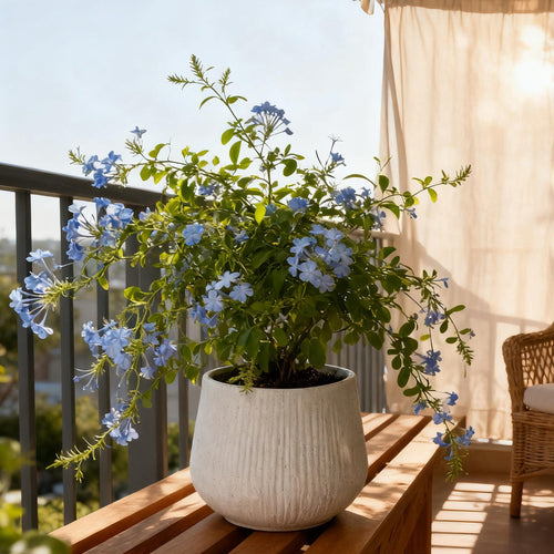 Potted plant with blue flowers on a wooden table with a balcony view